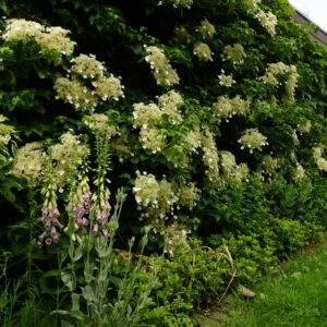 Hydrangea petiolaris / Climbing Hydrangea