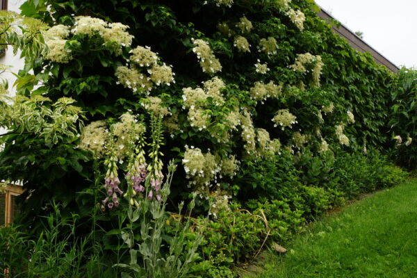 Hydrangea petiolaris / Climbing Hydrangea