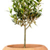 Olive Tree mini standard /Olea europaea - 7L 50cm stem