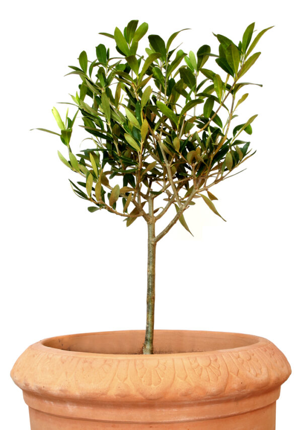 Olive Tree mini standard /Olea europaea