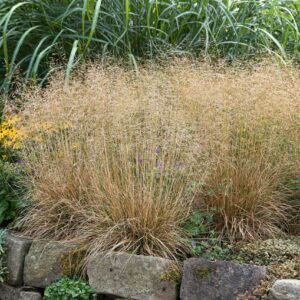 Deschampsia Goldschleier