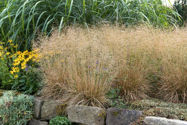 Deschampsia Goldschleier
