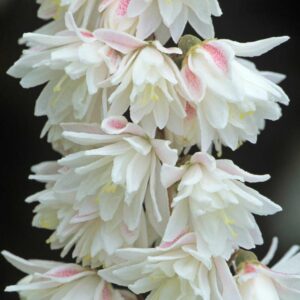 Deutzia scabra Plena