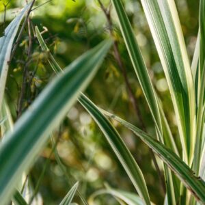 Dianella Cassa Blue