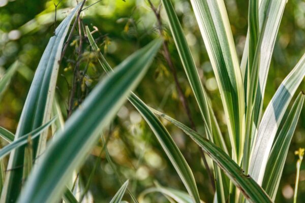 Dianella Cassa Blue