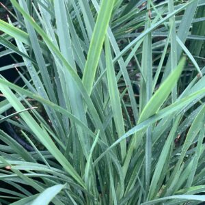 Dianella Coolvista