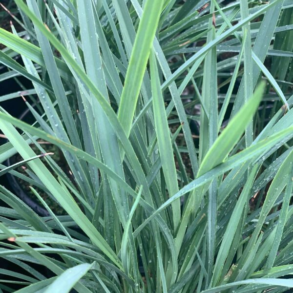 Dianella Coolvista