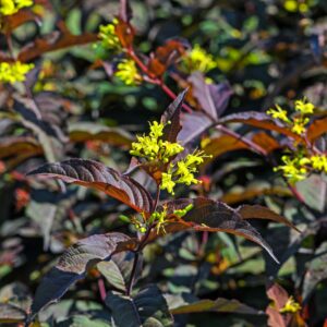Diervilla splendens 'Diva'