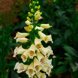 Digitalis Grandiflora  / Foxgloves