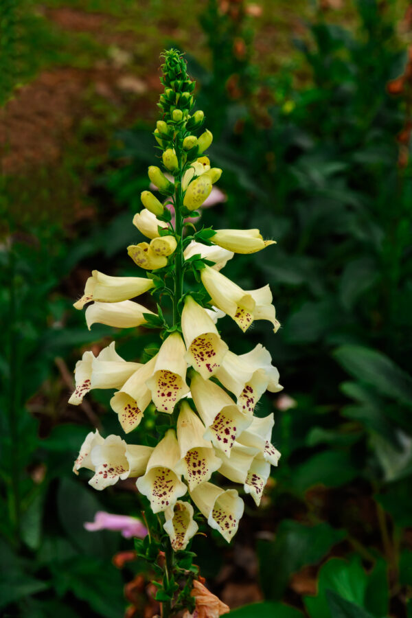 Digitalis Grandiflora  / Foxgloves