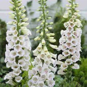 Digitalis purpurea Alba