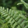 Dryopteris affinis - 2L
