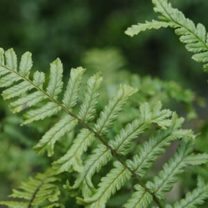 Dryopteris affinis