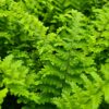 Dryopteris 'Crispa Cristata' - 2L