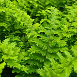 Dryopteris 'Crispa Cristata'