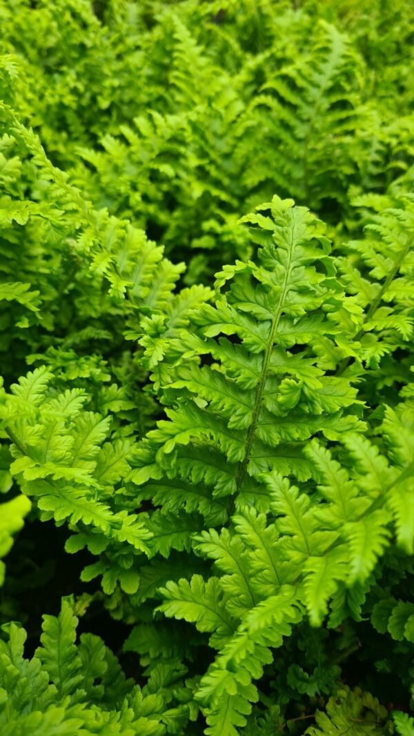 Dryopteris atrata