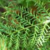 Dryopteris filix-mas Linearis Polydactyla - 2L