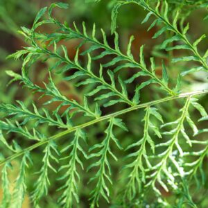 Dryopteris filix-mas Linearis Polydactyla