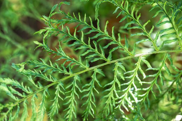 Dryopteris filix-mas Linearis Polydactyla