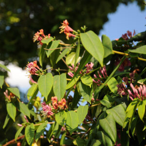 Lonicera henryi