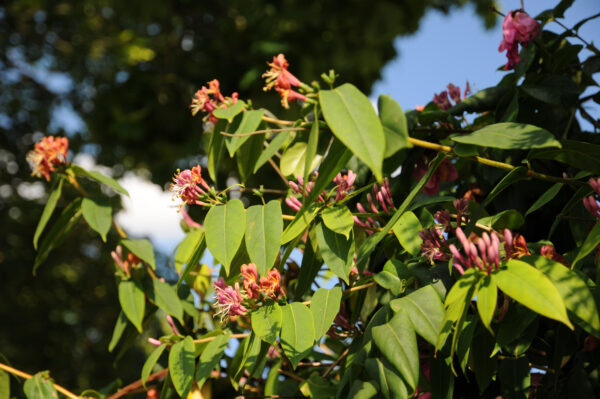 Lonicera henryi
