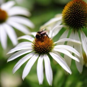 Echinacea purpurea 'White Swan'