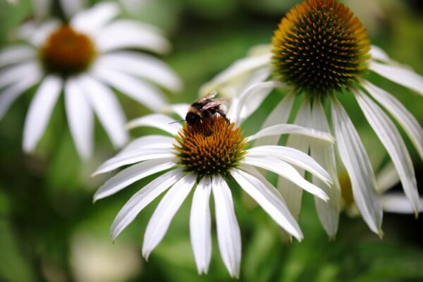 Echinacea purpurea 'White Swan'