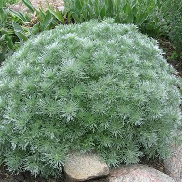 Artemesia Schmidtiana Silver Mound