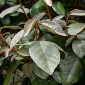 Elaeagnus ebbengei - 1/2 Standard
