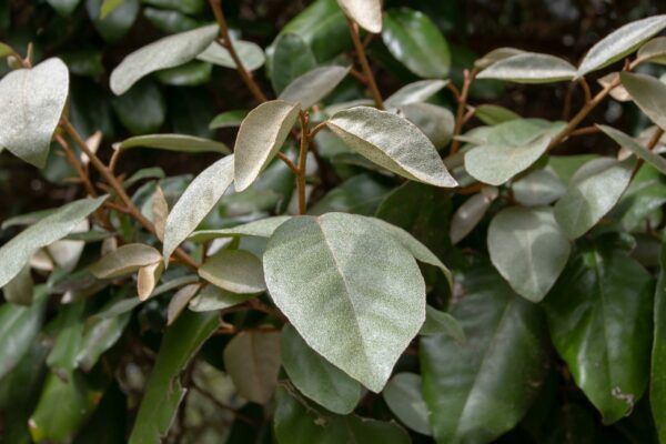 Elaeagnus ebbengei - 1/2 Standard