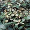 Elaeagnus ebbengei Compacta - 18L 100-125cm