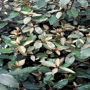 Elaeagnus ebbengei - 1/2 Standard and 3/4 Standard Espaliers