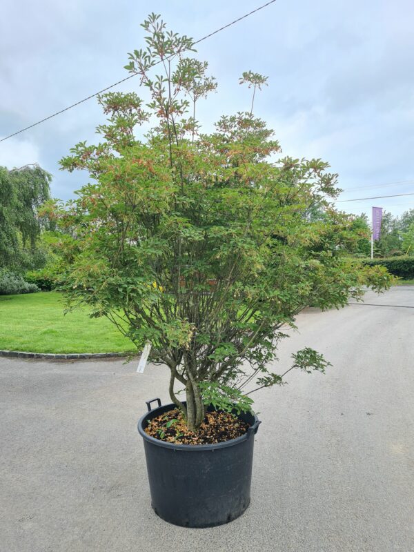Enkianthus campanulatus Specimen - Image 2