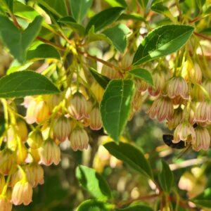 Enkianthus campanulatus Specimen