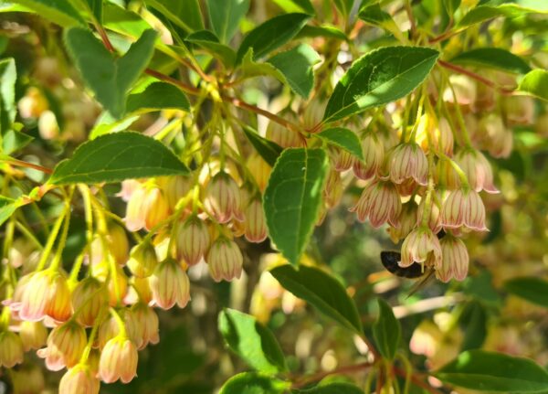 Enkianthus campanulatus Specimen