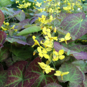 Epimedium perralc ‘Frohnleiten’