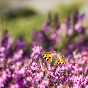 Erica carnea /  Heathers in Colours