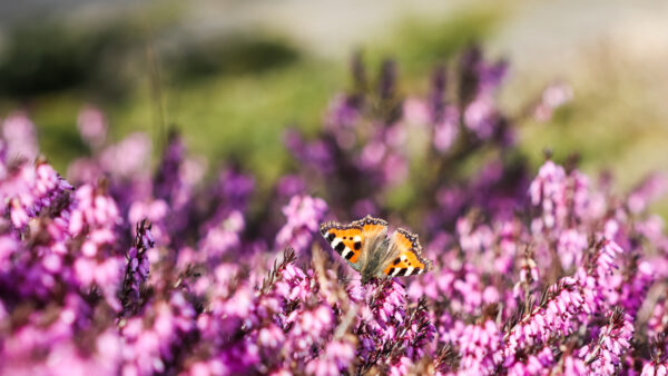 Erica carnea /  Heathers in Colours