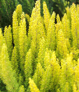 Erica arborea Albert’s Gold
