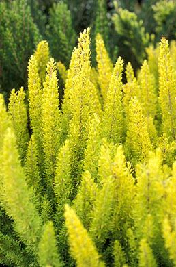 Erica arborea Albert’s Gold