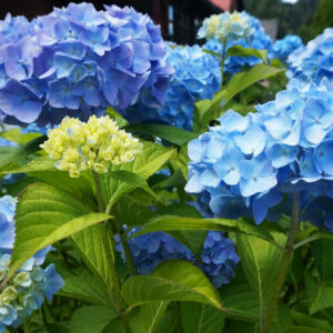 Ericaceous Compost