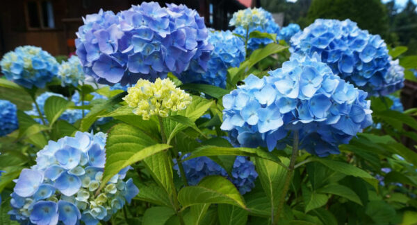 Ericaceous Compost