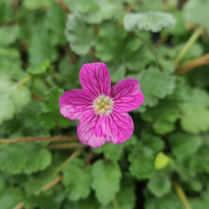 Erodium var. Bishops Form