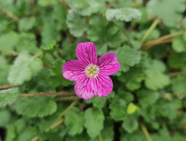 Erodium var. Bishops Form