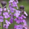 Erysimum Bowles’s Mauve - 2L