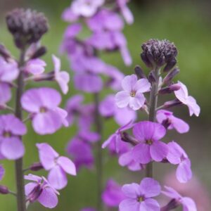 Erysimum Bowles’s Mauve