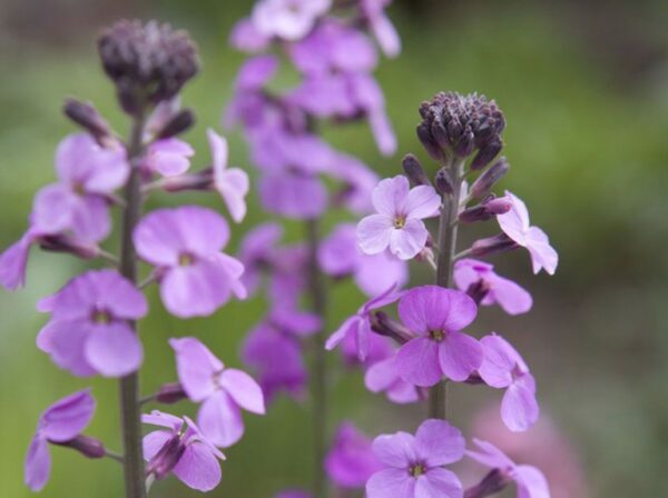 Erysimum Bowles’s Mauve