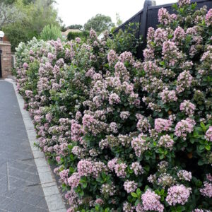 Escallonia Pink Elle