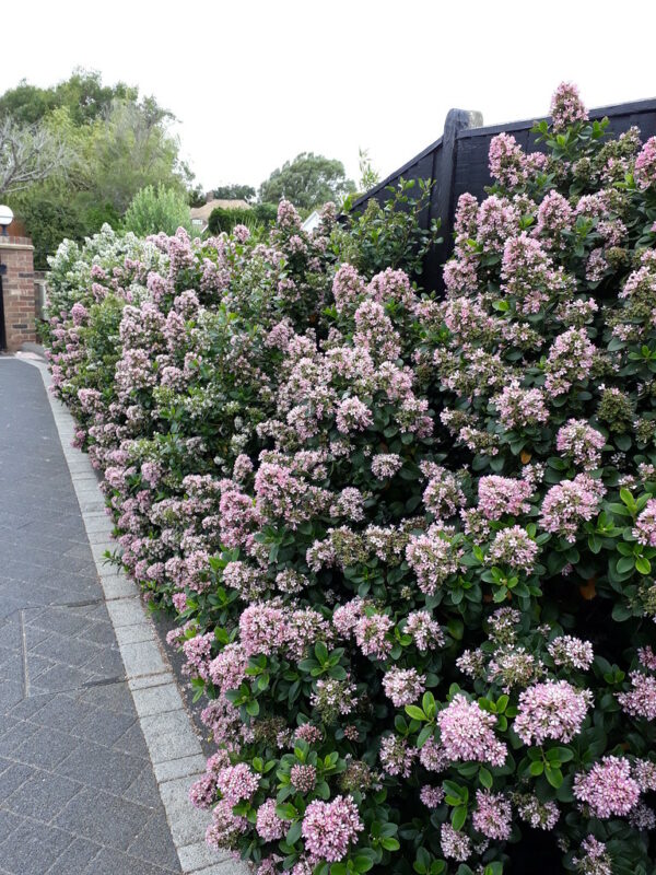 Escallonia Pink Elle