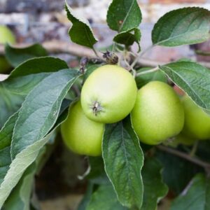 Malus Opal / Fruiting Apple Tree